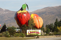 Central Otago is especially suited to the growing of apricots and cherries